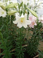 [4124 White Fox ST No01.JPG]